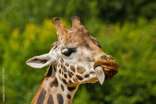 Uganda-Giraffe oder Rothschild-Giraffe (Giraffa camelopardalis rothschildi) © Jearu
