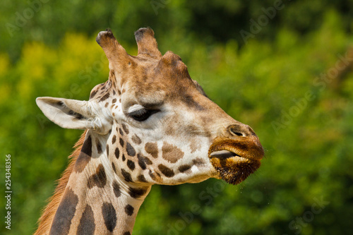 Uganda-Giraffe oder Rothschild-Giraffe (Giraffa camelopardalis rothschildi) © Jearu
