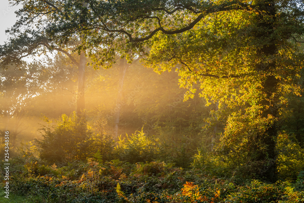 La forêt de Crécy dans la Somme en début d'automne La forêt de Crécy dans la Somme en début d'automne