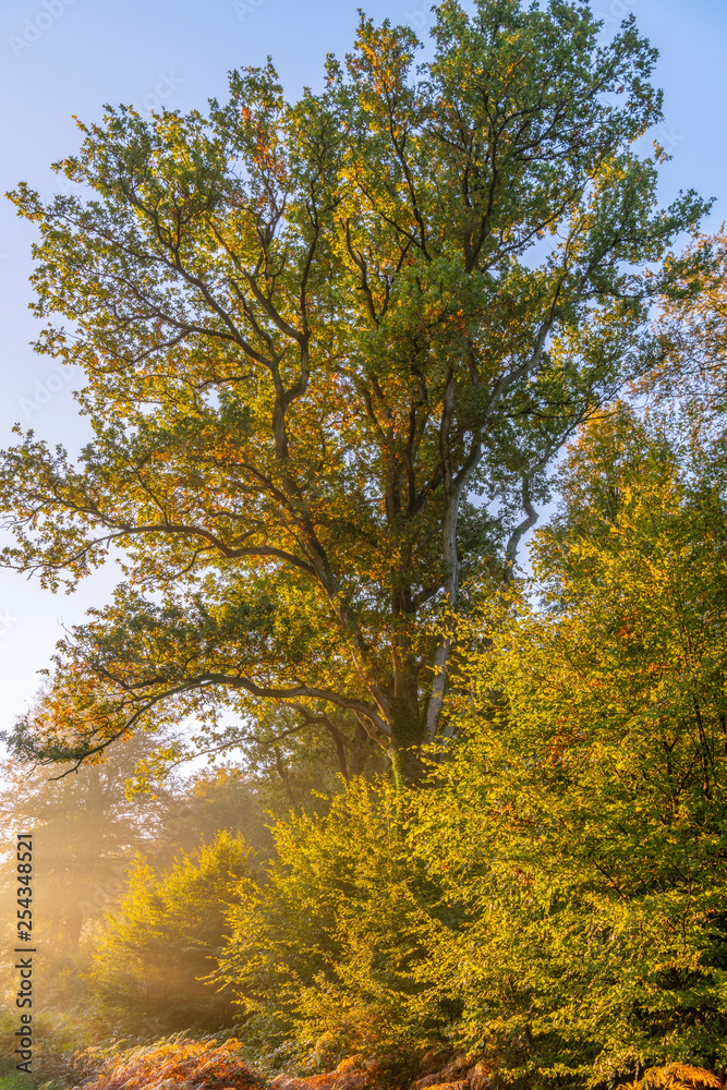 La forêt de Crécy dans la Somme en début d'automne