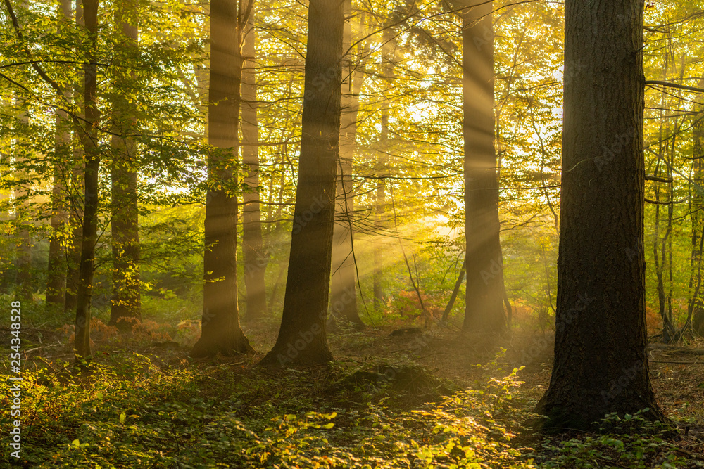 Obraz premium La forêt de Crécy et ses hêtres majestueux.