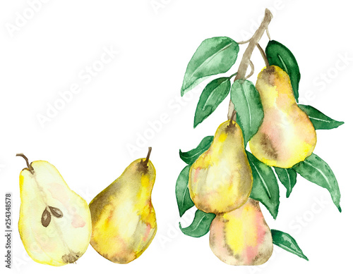 Watercolor painting is a Botanical illustration of a pear tree with juicy fruits and green leaves on branches isolated on a white background. Hand painted fruit branches for beautiful design.