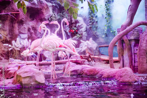 pink flamingos in the pink light