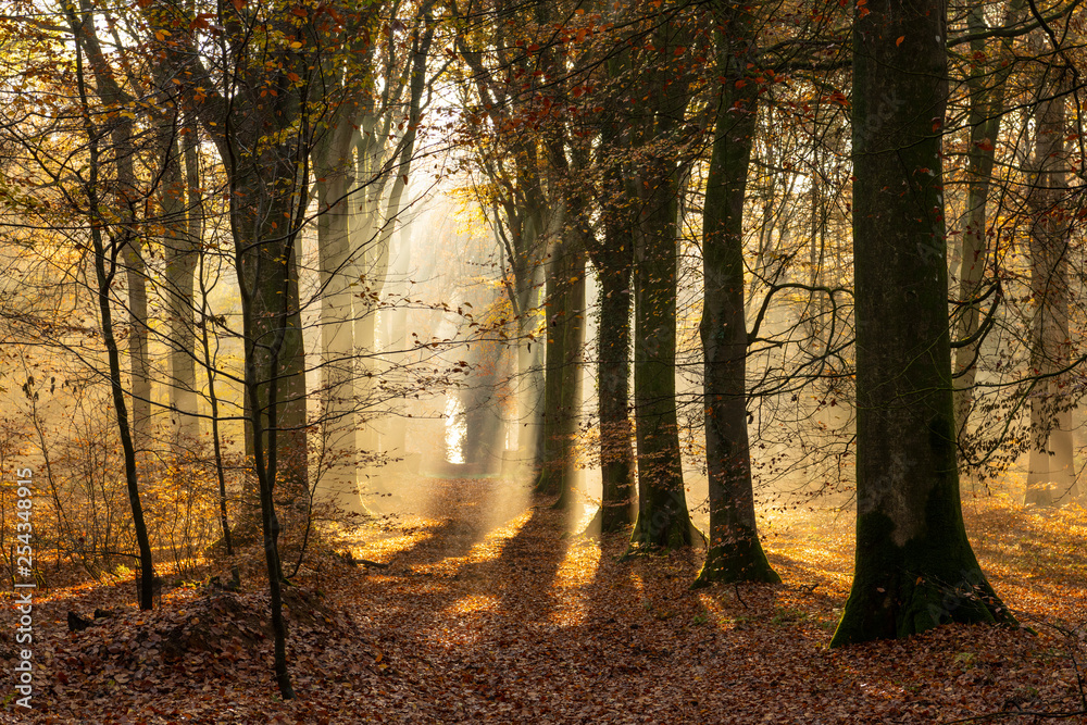 Fototapeta premium La forêt de Crécy en Automne