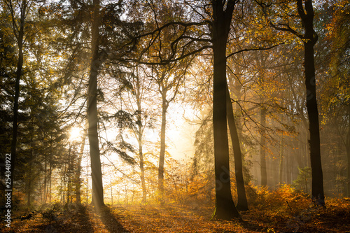 La forêt de Crécy en Automne © Alonbou