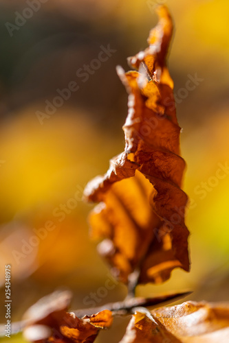 Feuilles d'automne en forêt © Alonbou