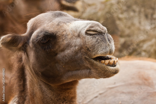 Trampeltier (Camelus ferus) © Jearu
