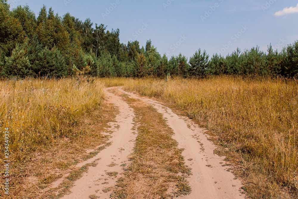 a dirt road through the field to the forest
