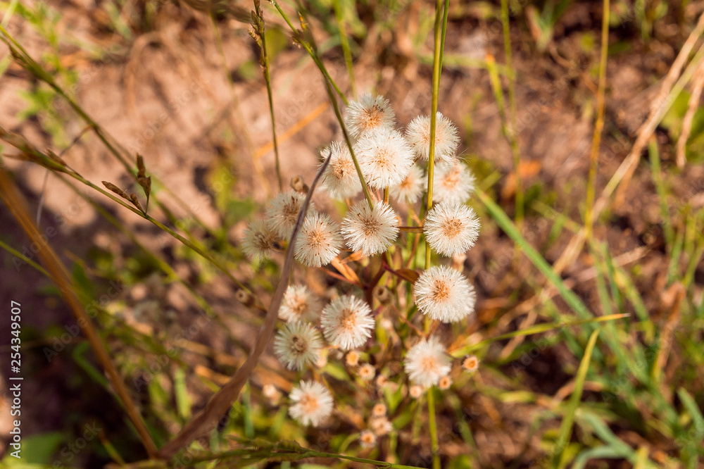 a blossom of white flowers in the field a blossom of white flowers in the field
