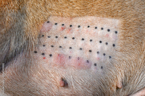 Obraz na płótnie Immune response result of an animal intradermic skin allergy test performed for