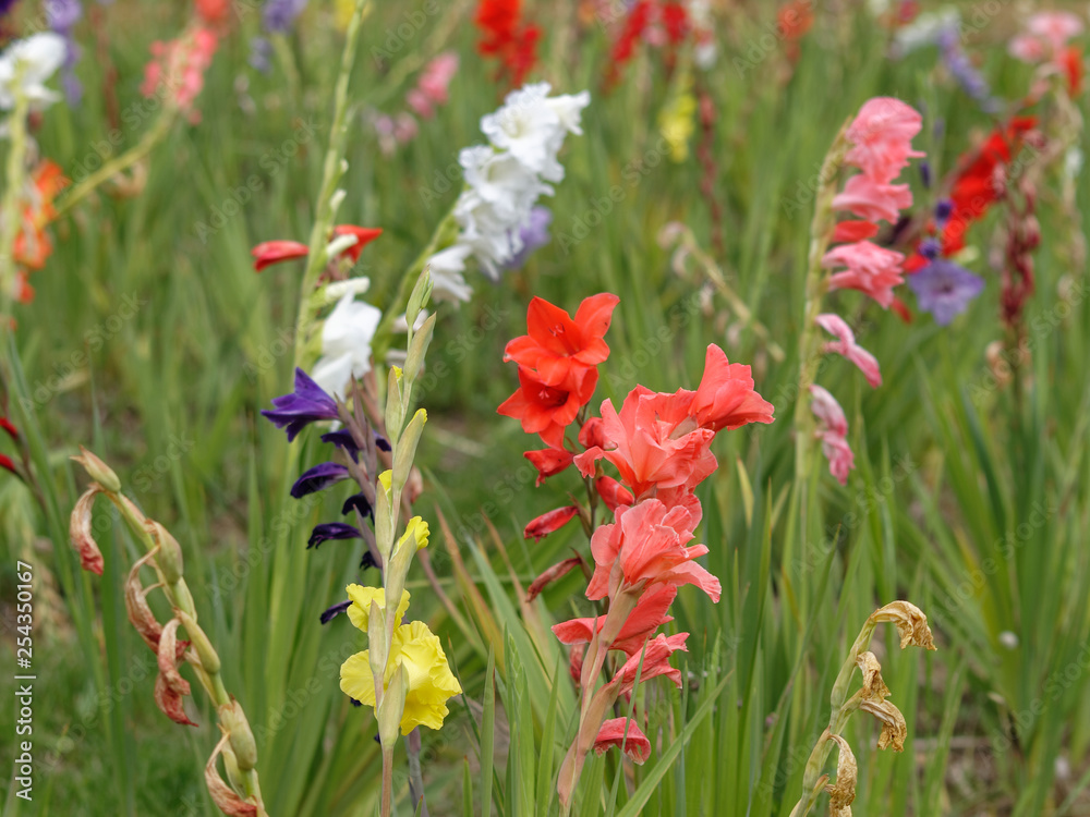 Mélange de glaïeuls à grandes fleurs (Gladiolus) aux couleurs variées