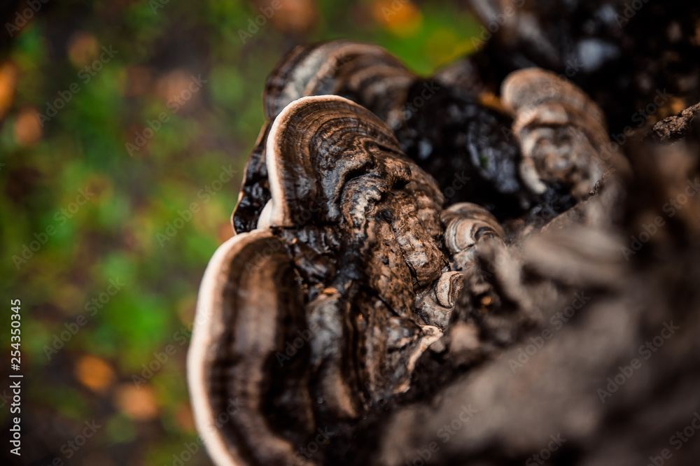 Obraz premium textural wood mushroom growing on the tree trunk