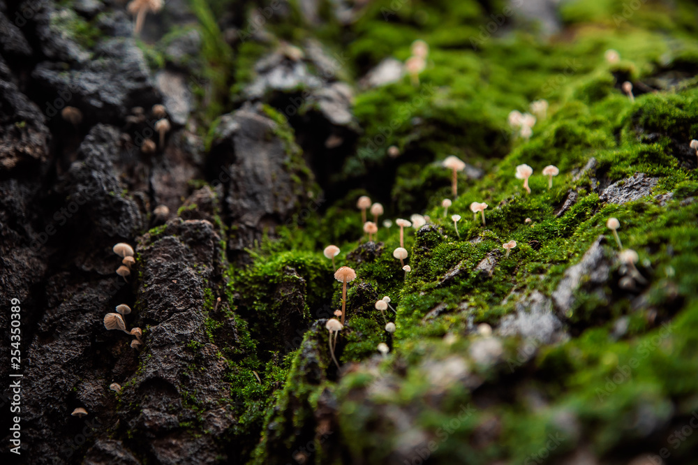 mossy valley of tiny mushrooms on a tree