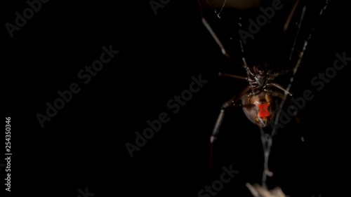 Poisonous red back spider suspended in web. Macro locked off, copy space photo