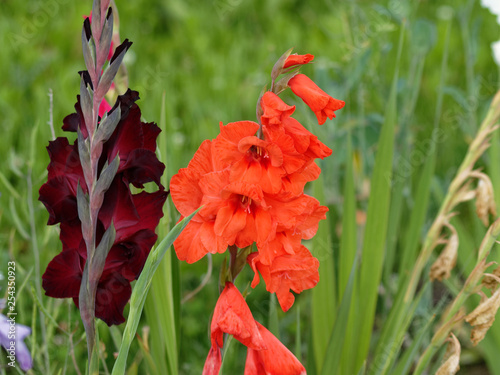 Epis fleuris de glaïeuls à grandes fleurs (Gladiolus) photo