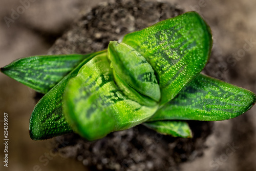 Draufsicht Makro von Gasteria oder Crassula Tecta, Dickblattgewächs und Sukkulente photo