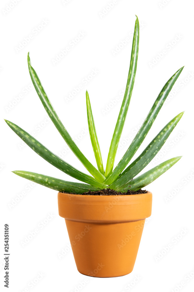 Aloe Vera im Topf, freigestellt vor Weiß, Wüstenlilie Pflanze Aloe Vera im Topf, freigestellt vor Weiß, Wüstenlilie Pflanze