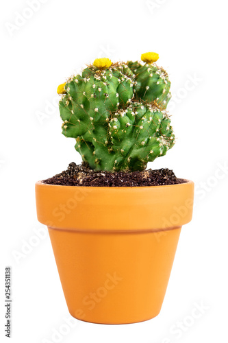 Mini Kaktus im Topf freigestellt vor Weiß, Cereus Peruvianus Monstrosus photo