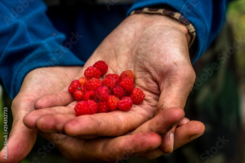 raspberries in hands