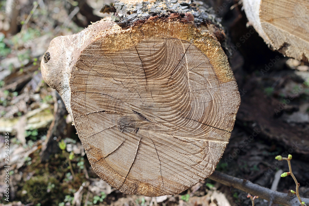 Wood log cross section cut markings Wood log cross section cut markings