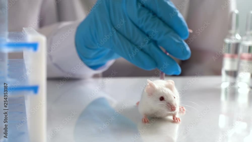 White laboratory rat on scientic background White laboratory rat on scientic background