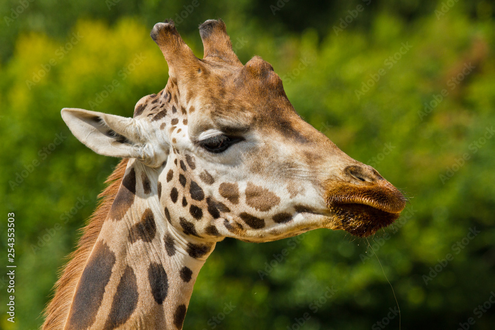 Uganda-Giraffe oder Rothschild-Giraffe (Giraffa camelopardalis rothschildi) Uganda-Giraffe oder Rothschild-Giraffe (Giraffa camelopardalis rothschildi)
