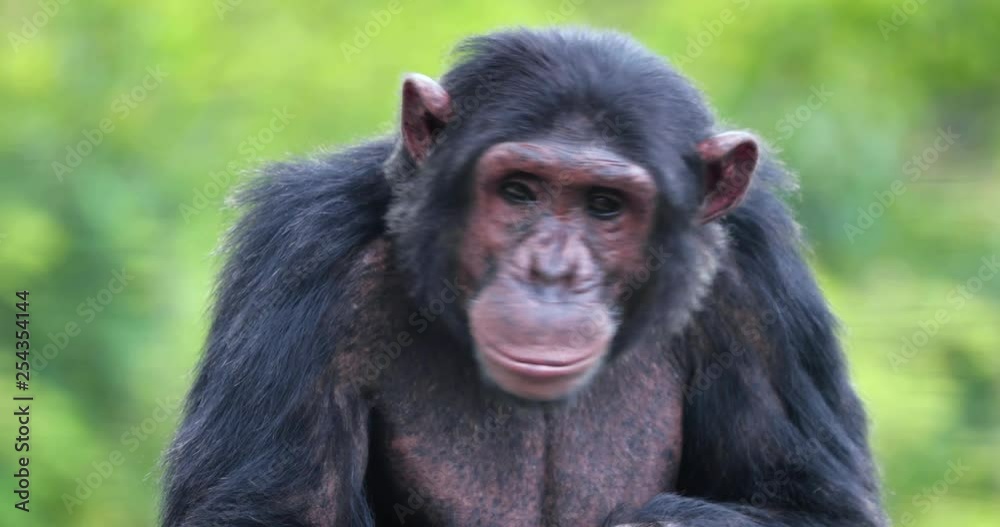 portrait of a chimpanzee in the heart of nature, South Africa portrait of a chimpanzee in the heart of nature, South Africa