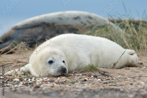 Atlantic Grey Seal Pup (Halichoerus grypus) on Lincolnshire coast