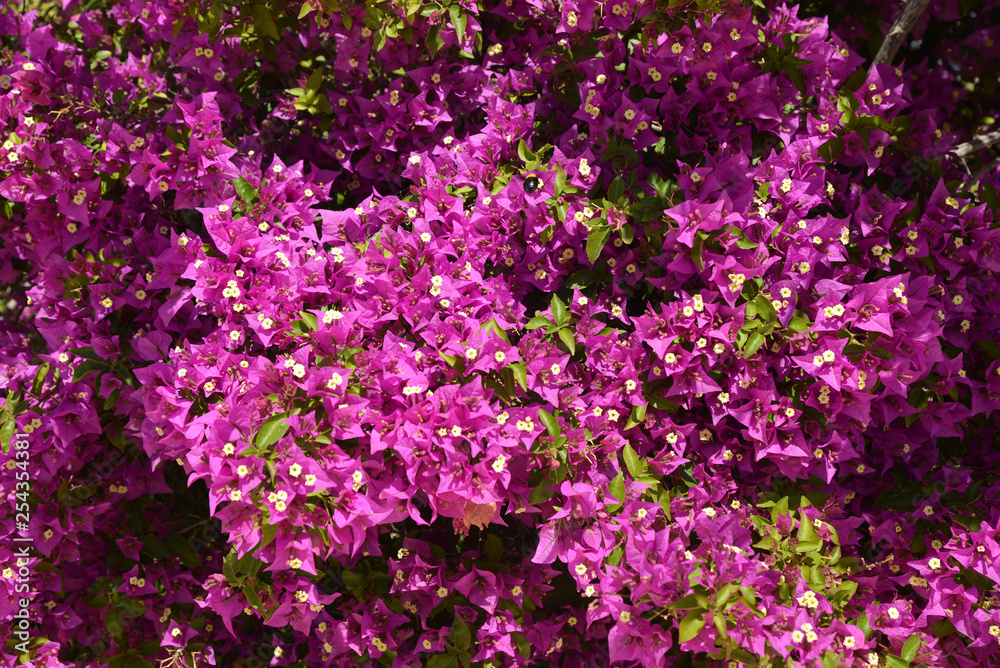 Bougainvillea, Flowers background. Spring and summer flowers.