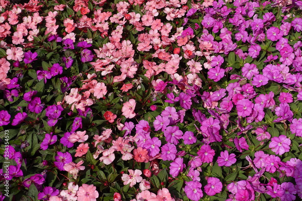 Colorful flowerbed of Busy Lizzie, scientific name Impatiens walleriana background. Spring and summer flowers.