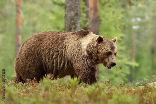Adult brown bear with collar in forest landscape