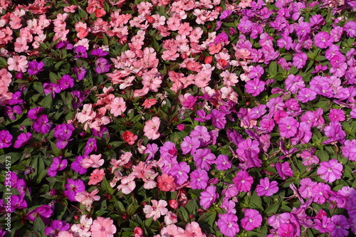 Wallpaper Mural Colorful flowerbed of Busy Lizzie, scientific name Impatiens walleriana background. Spring and summer flowers. Torontodigital.ca