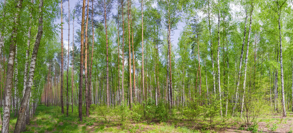 Fragment of spring plain mixed forest with birches and pines