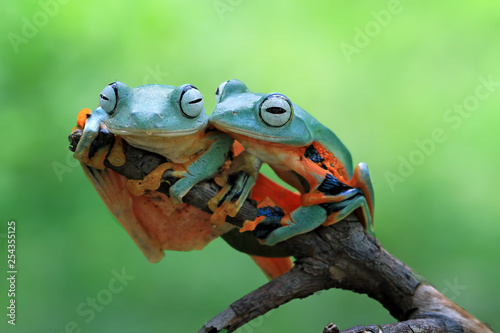 Javan tree frog on aitting on branch  flying frog on branch  tree frog on branch