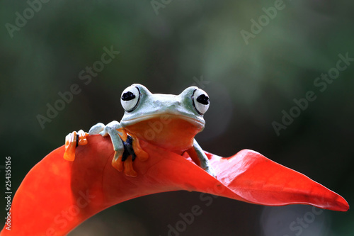 Javan tree frog on leaves, flying frog on red leaves, tree frog on leaves