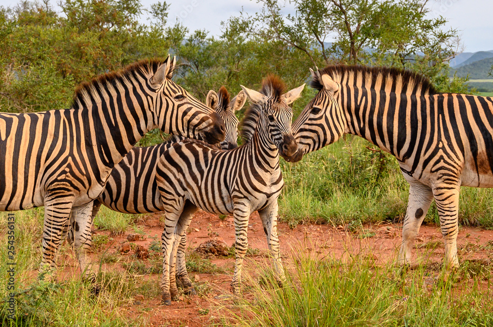 Plain Zebras (Equus Quagga) in the african savanna of the Etosha National Park in Namibia Plain Zebras (Equus Quagga) in the african savanna of the Etosha National Park in Namibia