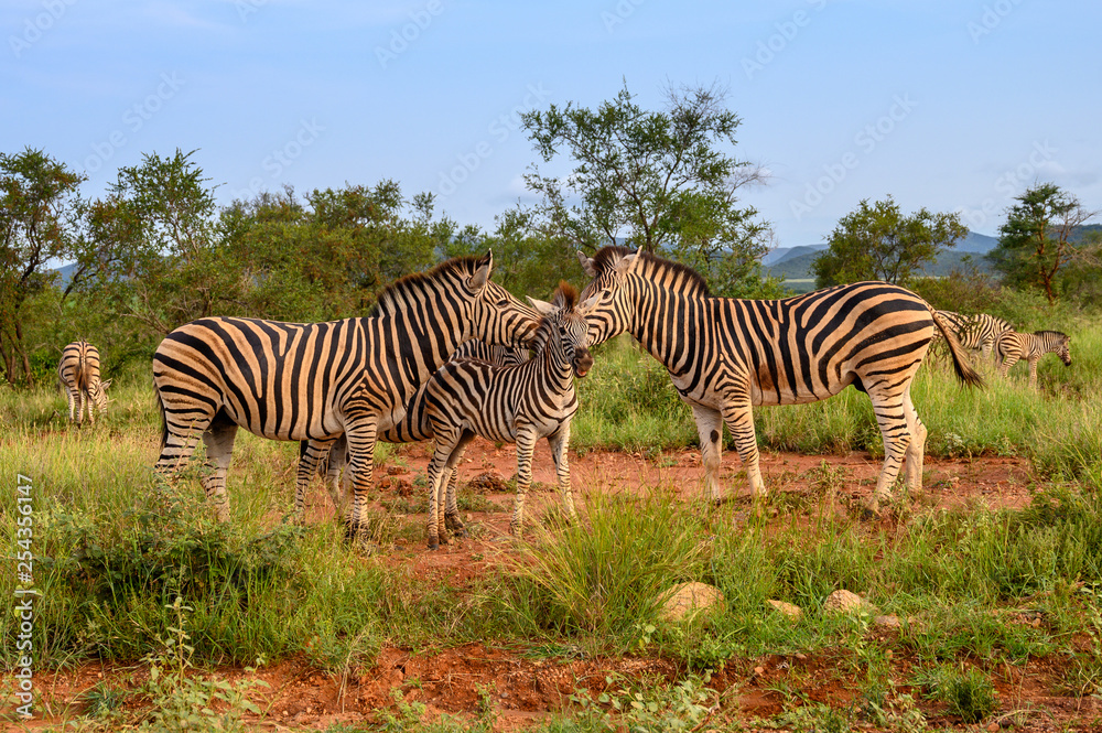Plain Zebras (Equus Quagga) in the african savanna of the Etosha National Park in Namibia Plain Zebras (Equus Quagga) in the african savanna of the Etosha National Park in Namibia