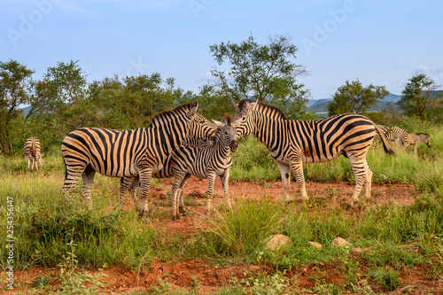 Plain Zebras  Equus Quagga  in the african savanna of the Etosha National Park in Namibia