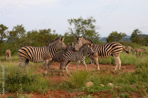 Plain Zebras  Equus Quagga  in the african savanna of the Etosha National Park in Namibia