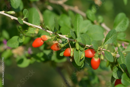 Photos Chinese boxthorn