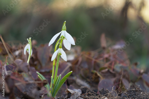 Snowdrops flowers  in the forest