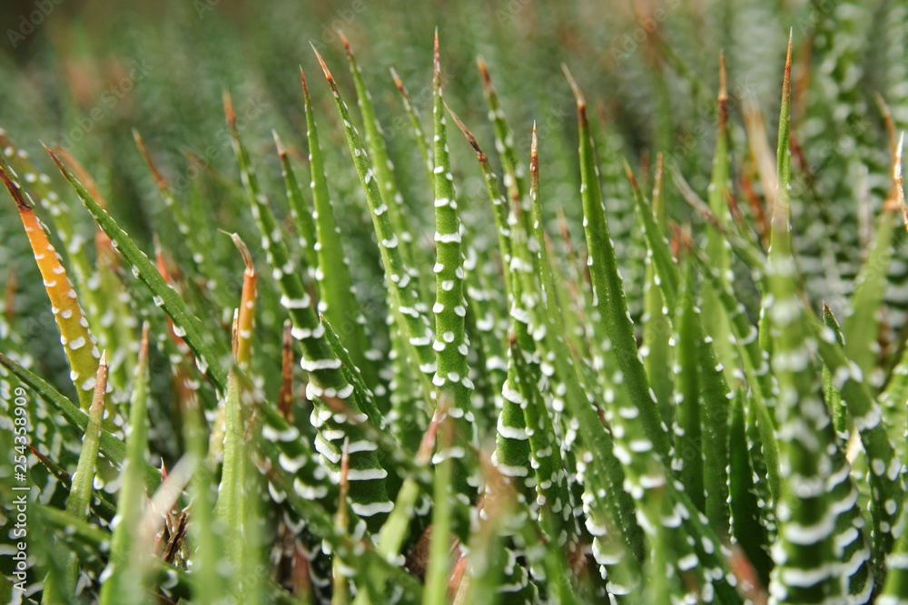 Zebra Cactus - 'Haworthia fasciata' Zebra Cactus - 'Haworthia fasciata'
