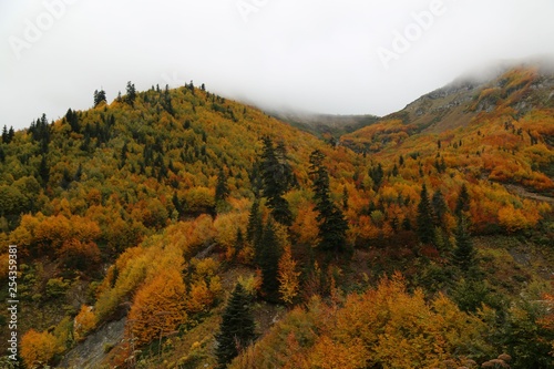 Colorful Trees in Autumn Season.artvin /savsat/turkey