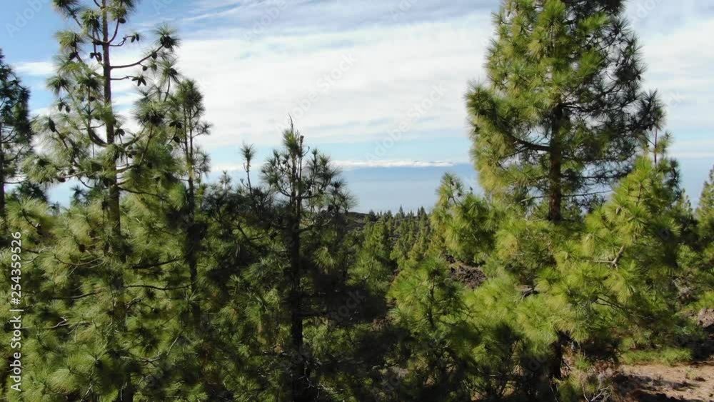 Pine Trees Atlantic Ocean Mount Teide Tenerife Spain Pine Trees Atlantic Ocean Mount Teide Tenerife Spain