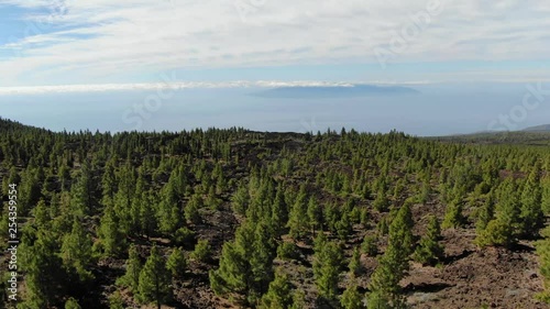 Pine Trees Atlantic Ocean Mount Teide Tenerife Spain photo