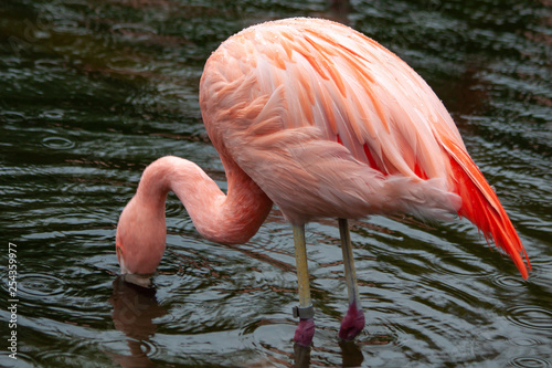  Chilean flamingo at the drinking