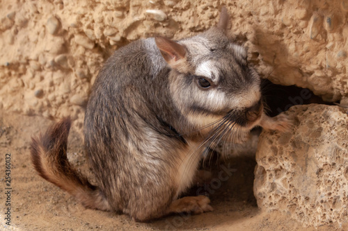 Portrait of a plains viscacha