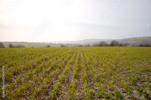 In rows planted grain plants on an acre in South England.