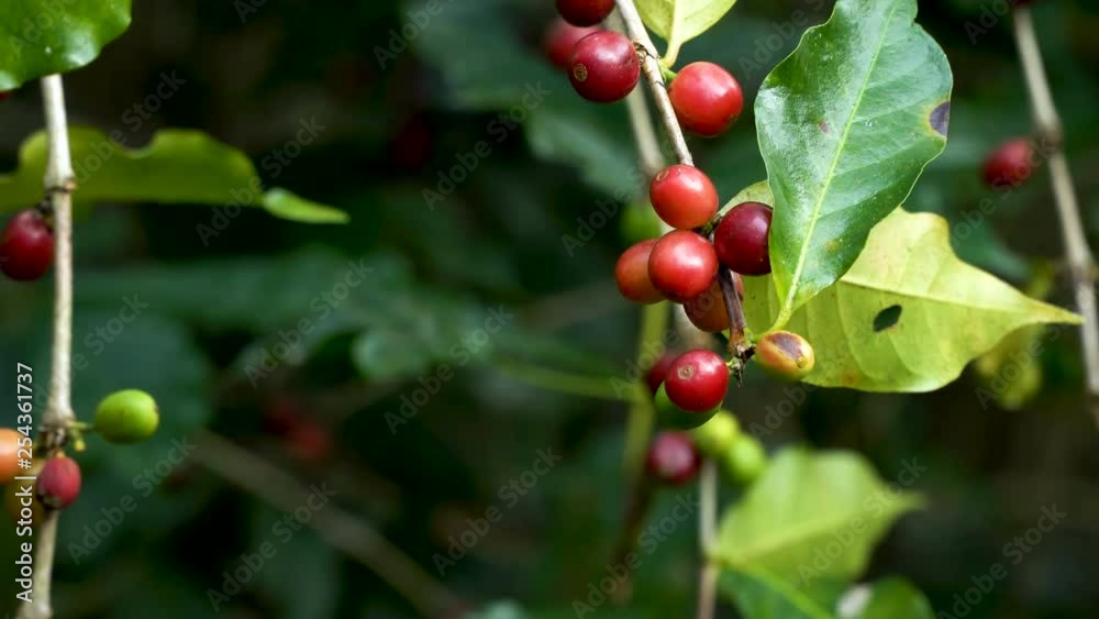 Coffee beans ripening on tree in North of thailand Coffee beans ripening on tree in North of thailand