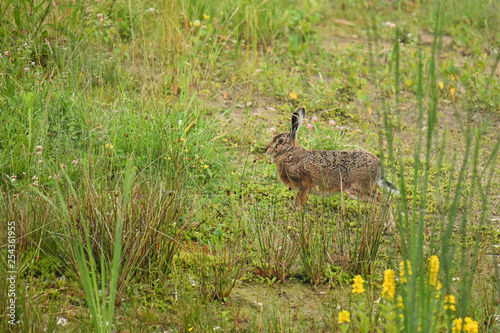 Feldhase  Lepus europaeus 